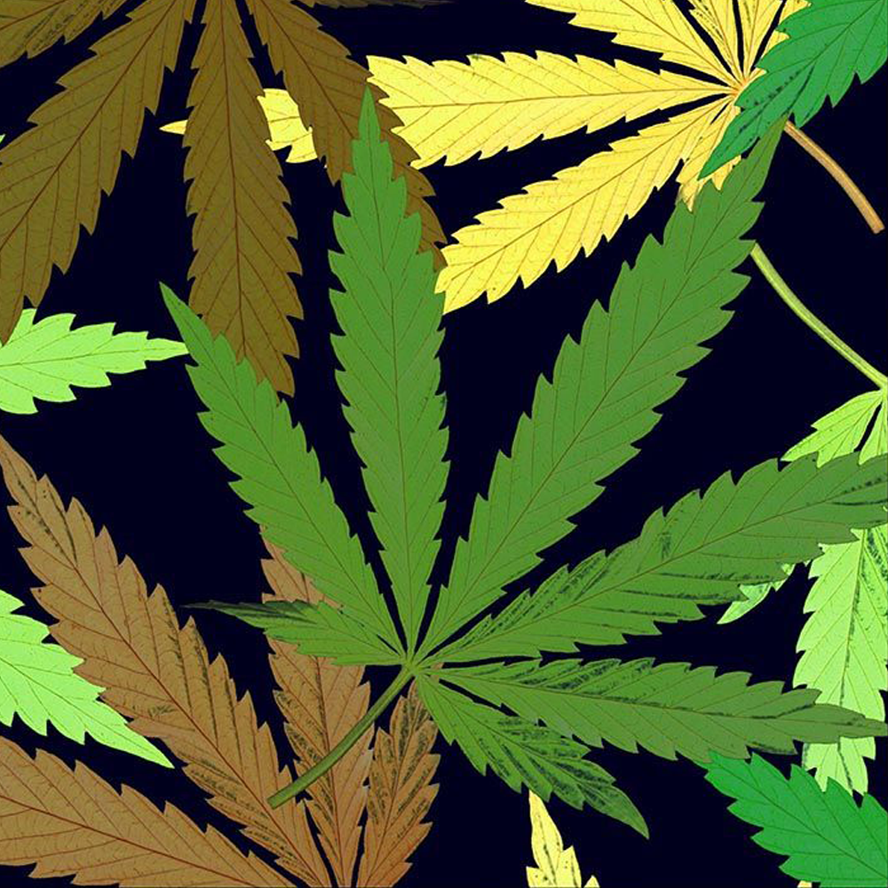 44" Wide 100% Cotton No Stretch Quilting Fabric-Printed Designs for Sewing, Clothing, Crafts, Accessories, Home Decor,  and DIY Projects (Quilting Fabric- Cannabis Collection)